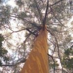 eukalyptusbaum
